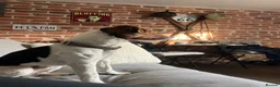 Jack Russell dogs for stud: Jack Russell for stud - Advert 6