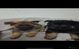 German Shepherd dogs for sale: BEAUTIFUL SABLE GERMAN SHEPHERD PUPS - Image 34