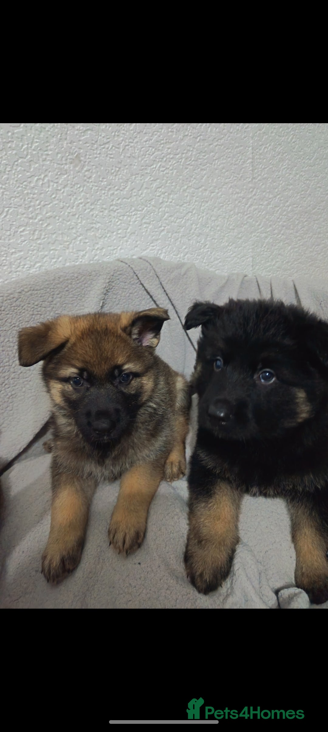 German Shepherd dogs for sale: BEAUTIFUL SABLE GERMAN SHEPHERD PUPS - Image 34
