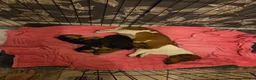 Miniature Dachshund dogs for sale: Minature Dachshund  - Advert 11