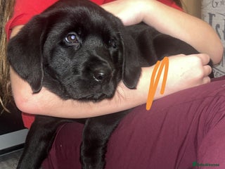 Labrador Retriever dogs READY NOW.Beautiful black KC registered Labradors - Advert 6