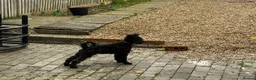 Hungarian Pumi dogs for sale: 3Pumi Looking for Loving home - price for all  - Advert 3