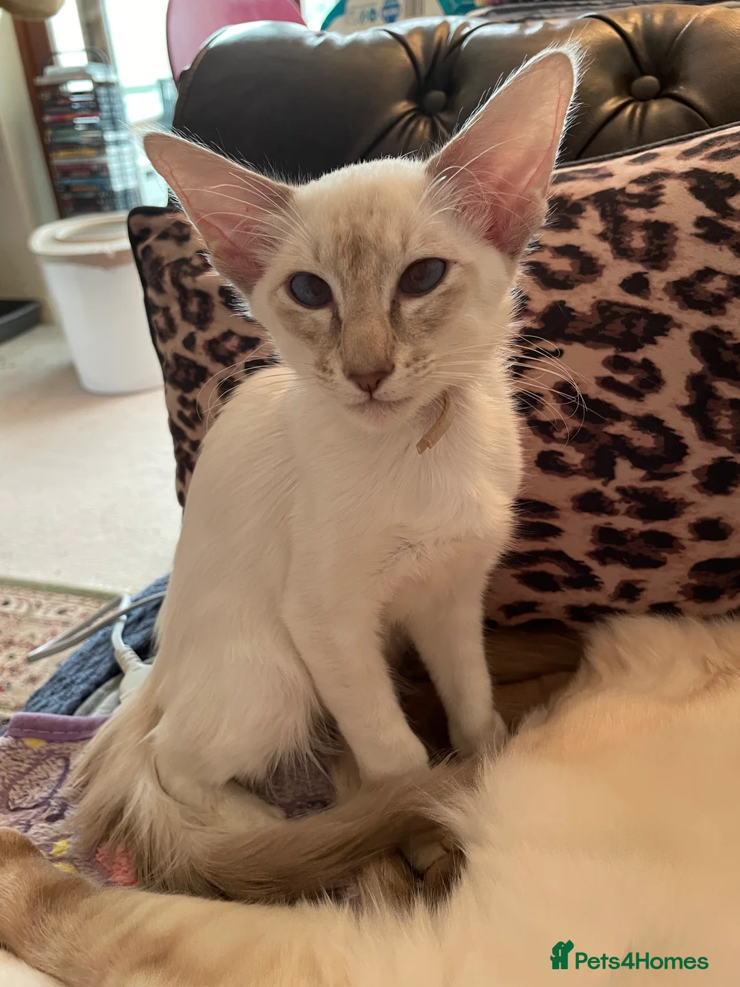 Balinese cats for sale:  Balinese kitten - Advert 2