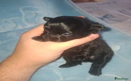 Pomchi dogs for sale: Black Pomchi Pups - Image 1
