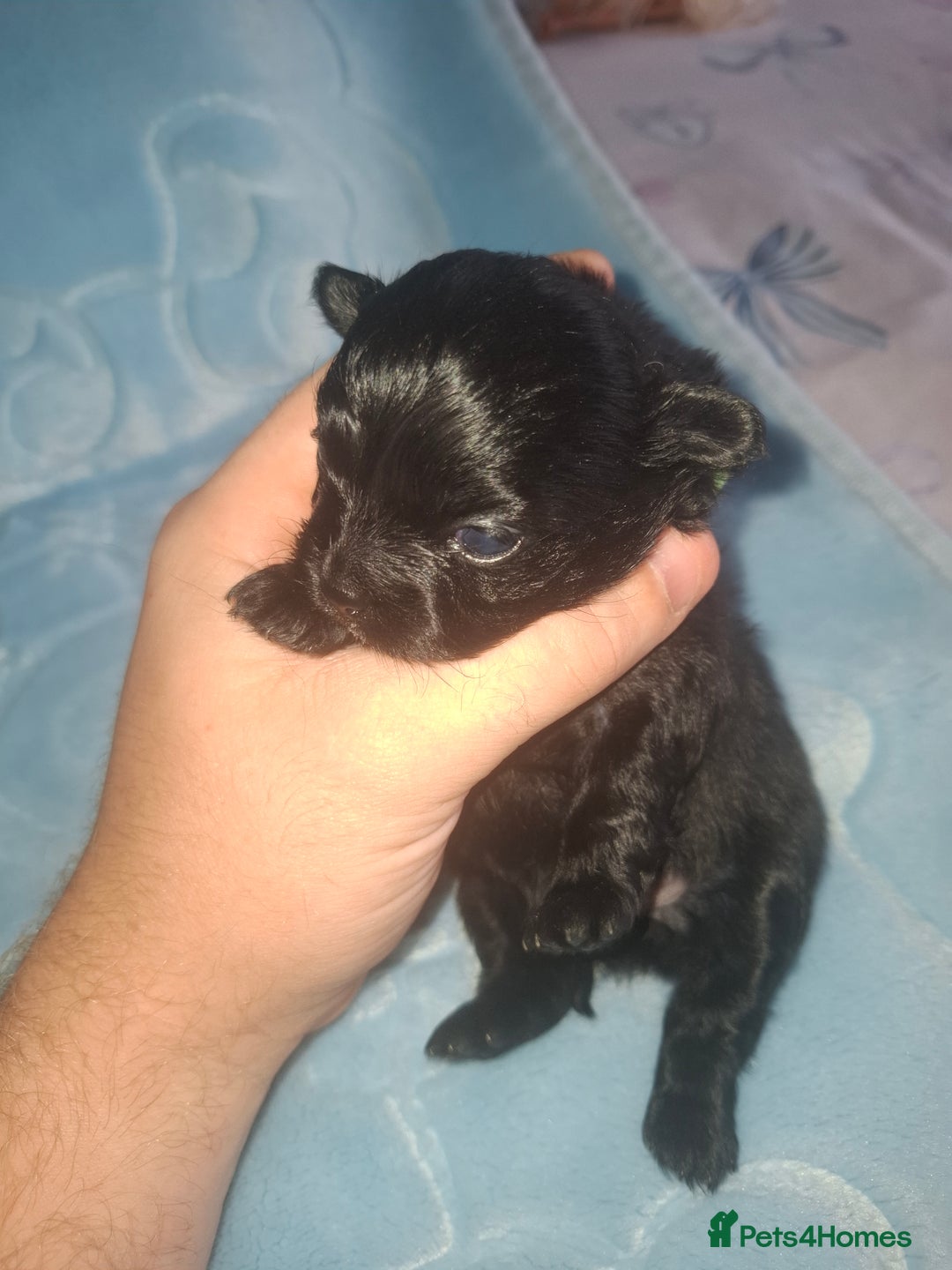 Pomchi dogs for sale: Black Pomchi Pups - Image 1