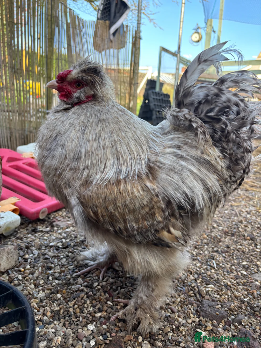 Chickens poultry for sale: Bantam x Silkie cockerel  in Huntingdon - Advert 1