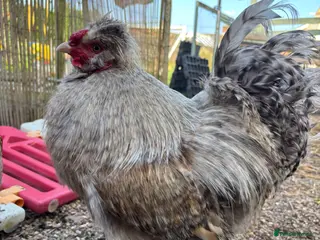 Chickens poultry Bantam x Silkie cockerel - Advert 1
