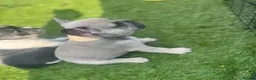 French Bulldog dogs for sale: Rehome- French bulldogs mum and daughter  - Advert 6
