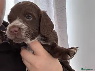 Cockapoo dogs 2 Male Cockapoo Puppies - Advert 14