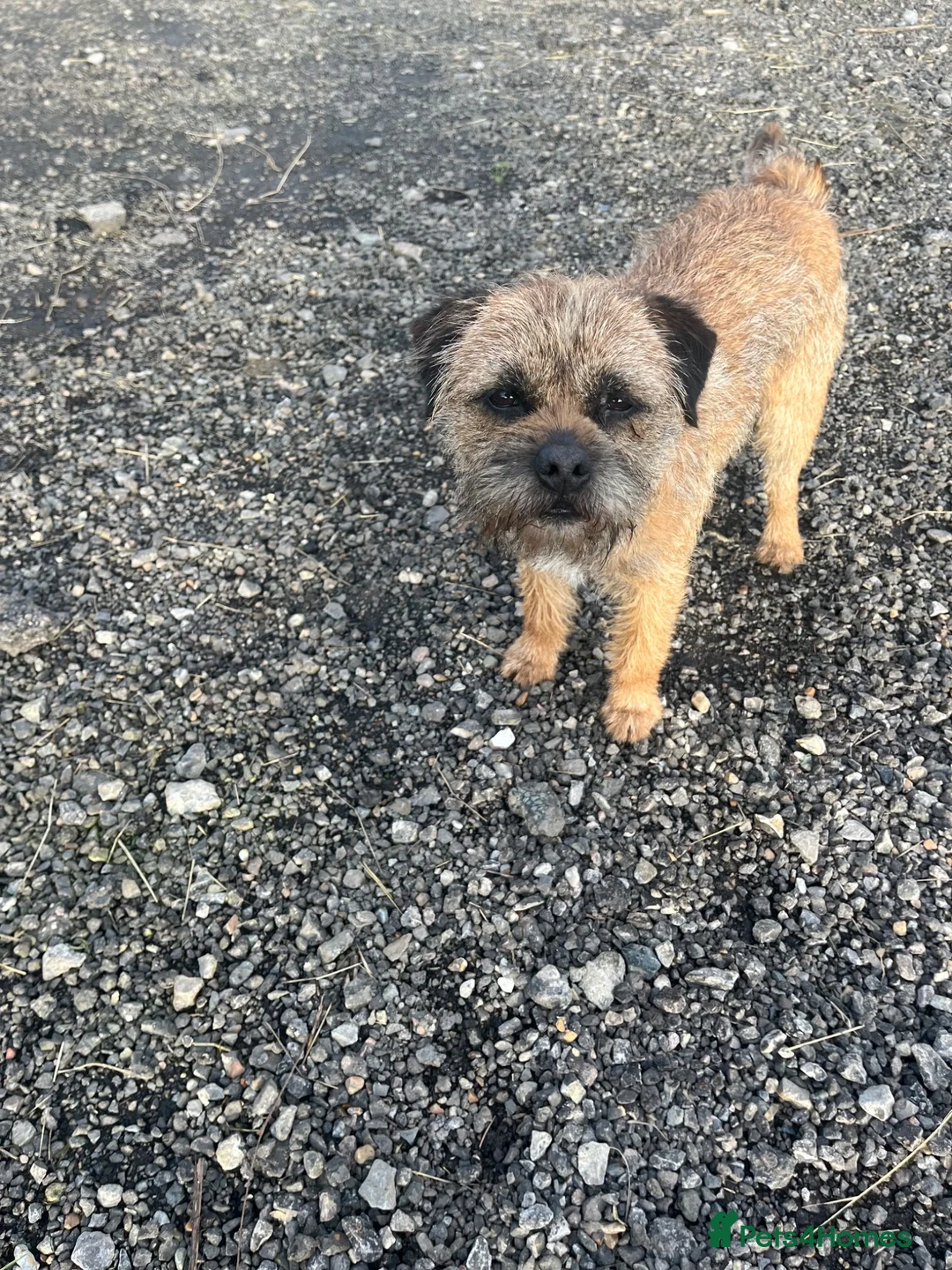 Border Terrier dogs for stud: KC Registered Proven Border Terrier Stud Dog - Advert 3