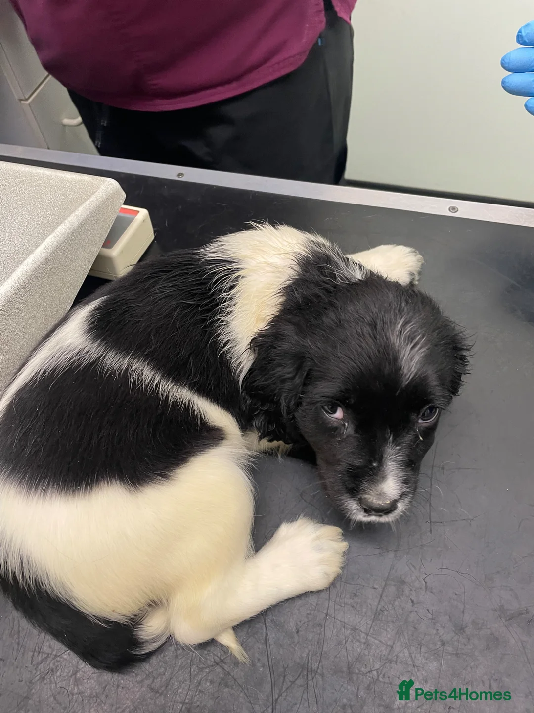 English Springer Spaniel dogs for sale: English springer spaniel puppies  - Advert 2