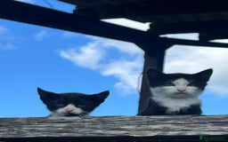 Mixed Breed cats for sale: Lovely yards /family kittens - Image 4