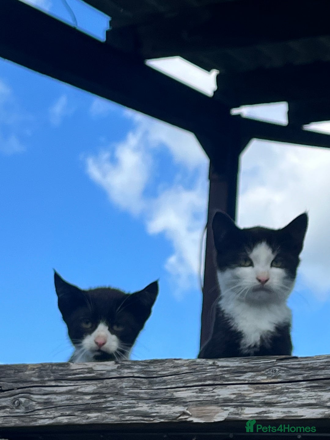 Mixed Breed cats for sale: Lovely yards /family kittens - Image 4