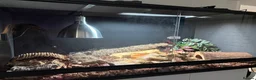 Skink reptiles for sale: Halmahera Blue Tongue Skink in Reading - Advert 2