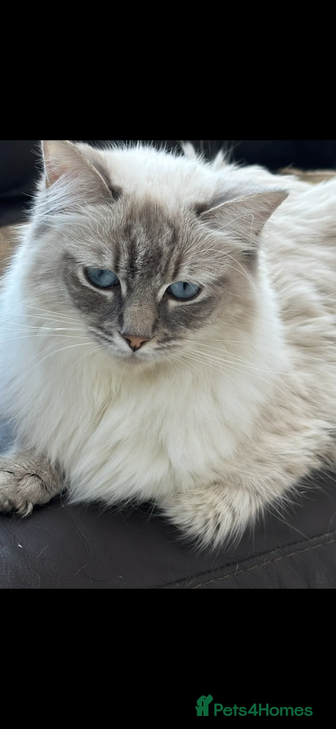 Ragdoll cats for sale: 2 ragdolls girls , blue lynx & seal mink  - Advert 1