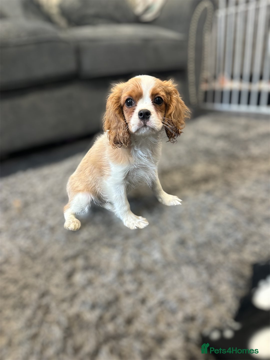 Cavalier King Charles Spaniel dogs for sale: 💫 DNA CLEAR CAVALIER KING CHARLES PUPPIES 💫  - Image 3