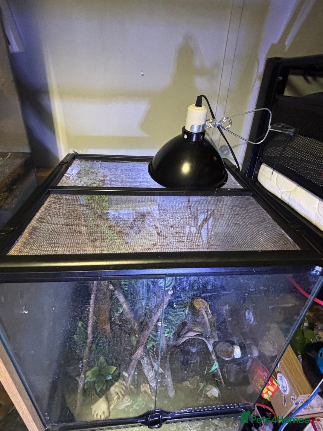 Gecko reptiles for sale: Male crested Gecko and full set up  - Advert 5