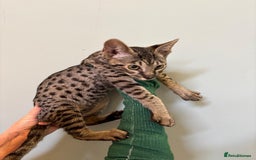 Savannah cats for sale: F9 brown & charcoal spotted savannah kittens - Image 20