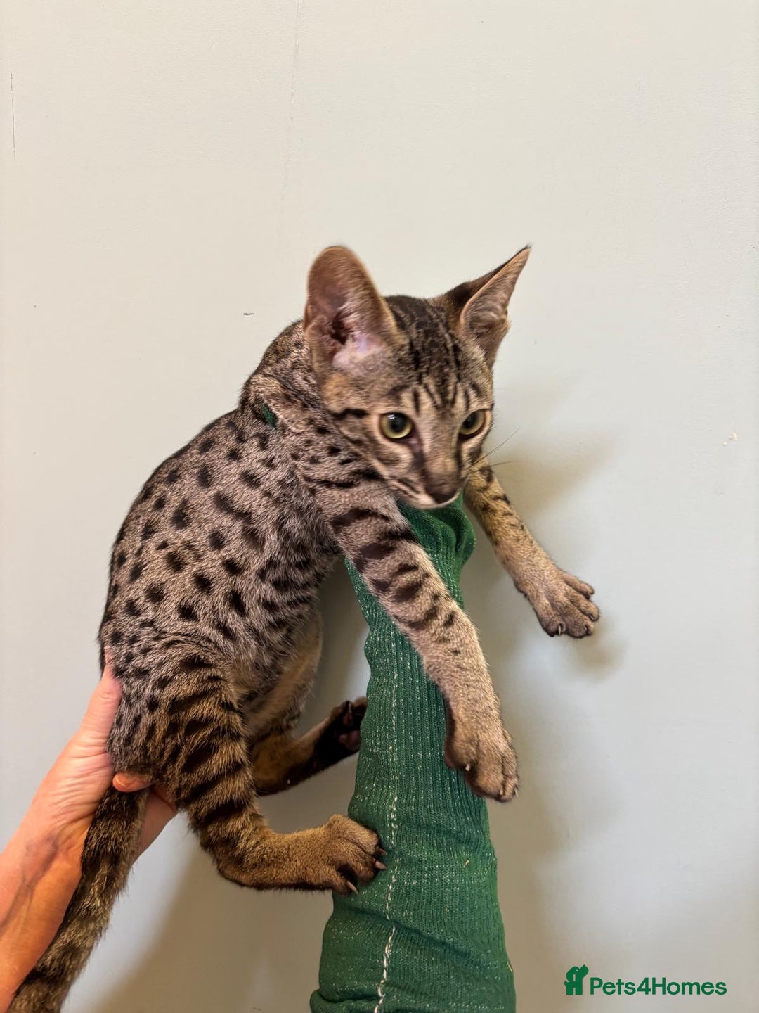 Savannah cats for sale: F9 brown & charcoal spotted savannah kittens - Image 20
