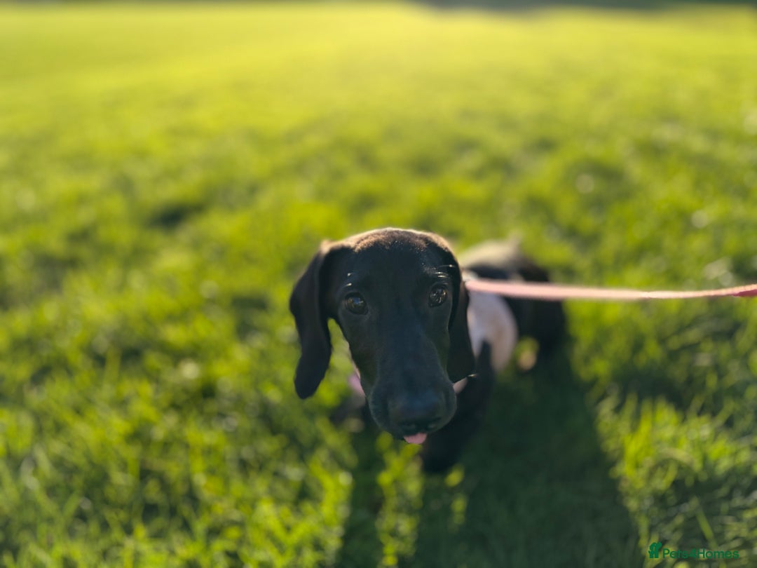 Dachshund dogs for sale: 7 month old  - Advert 10