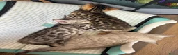 Bengal cats for sale: BEAUTIFUL BABY BENGALS FOR SALE  - Advert 36