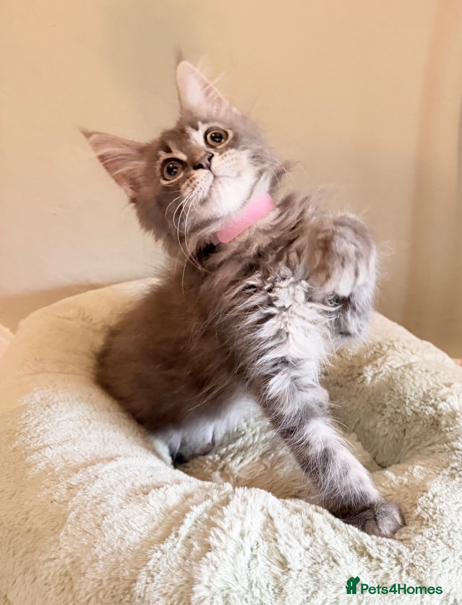 Maine Coon cats TICA girl READY NOW  - Advert 1