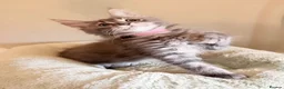 Maine Coon cats for sale: TICA girl READY NOW  - Advert 1