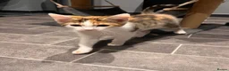 Mixed Breed cats for sale: Ginger male and calico female - Advert 12