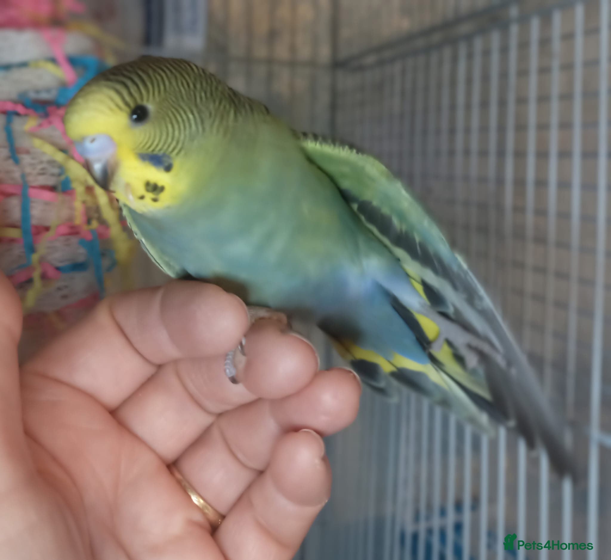 Budgerigars birds Superb home bred beautifully coloured baby budgies - Advert 1