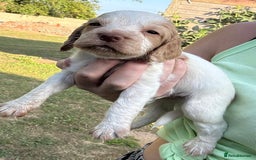 Cocker Spaniel dogs for sale: Show Cocker Spaniels 🐶🐾 in Maidstone - Image 5
