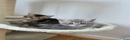 British Shorthair cats for sale: British shorthair  - Advert 25