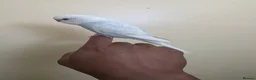 Budgerigars birds for sale: Hand tamed baby budgies for sale  - Advert 8