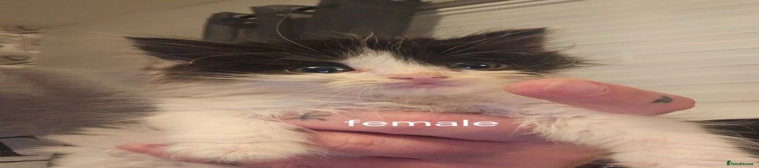 British Longhair Kitten 2