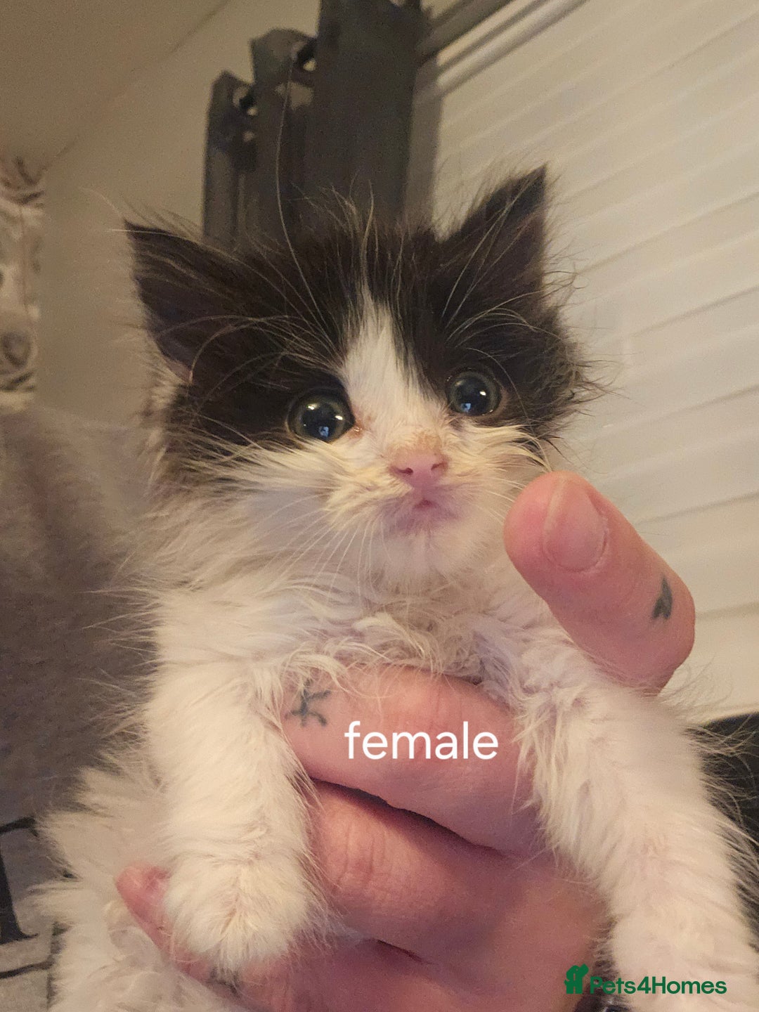 British Longhair cats for sale: Black and white kittens  - Image 5