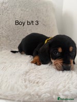 Mixed Breed dogs Dockers/Doxie LAST BOY**dachshund/spaniel puppy - Advert 8
