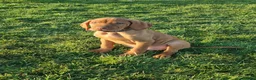 Hungarian Vizsla dogs for sale: Beautiful KC Registered Hungarian Vizsla Puppies  - Advert 2