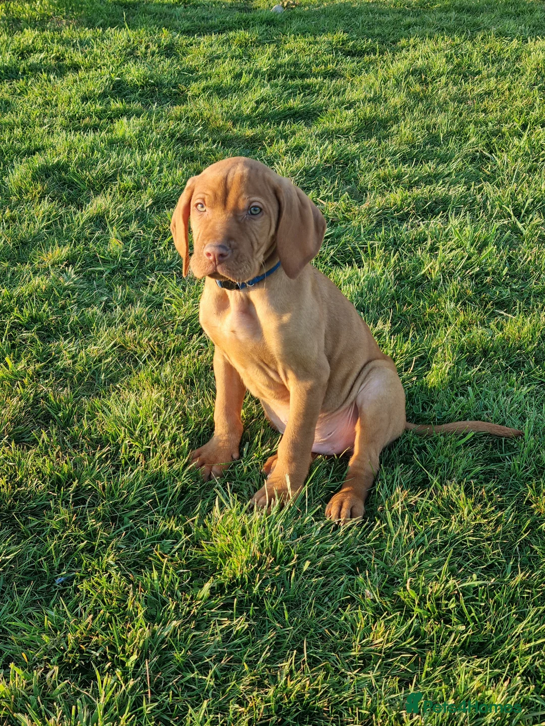 Hungarian Vizsla dogs for sale: Beautiful KC Registered Hungarian Vizsla Puppies  - Advert 2