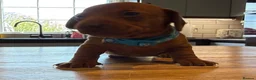 Miniature Dachshund dogs for sale: Miniature dachshund puppies available  - Advert 20