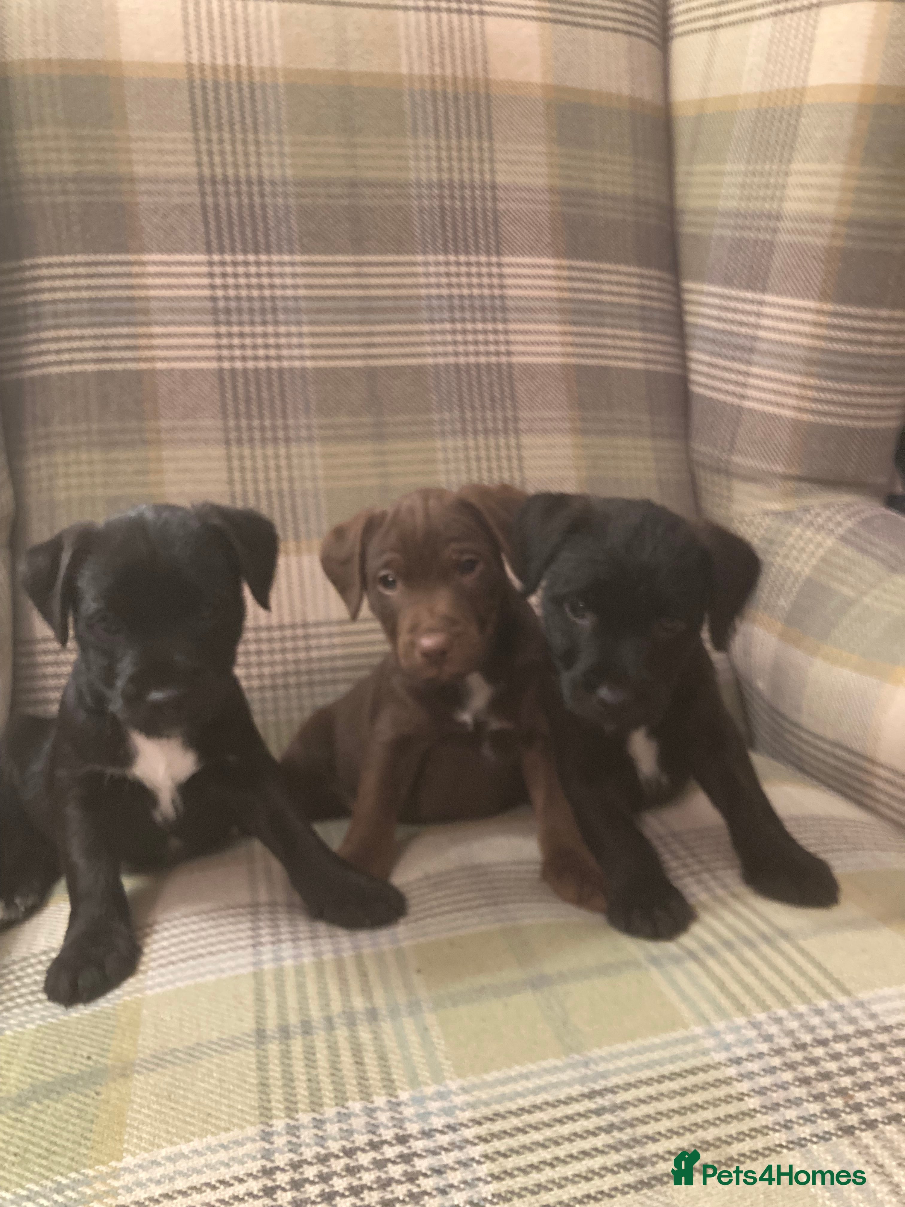 Patterdale Terrier dogs Patterdale Terrier Pups - Advert 3