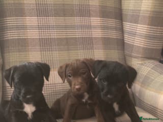 Patterdale Terrier dogs Patterdale Terrier Pups - Advert 4
