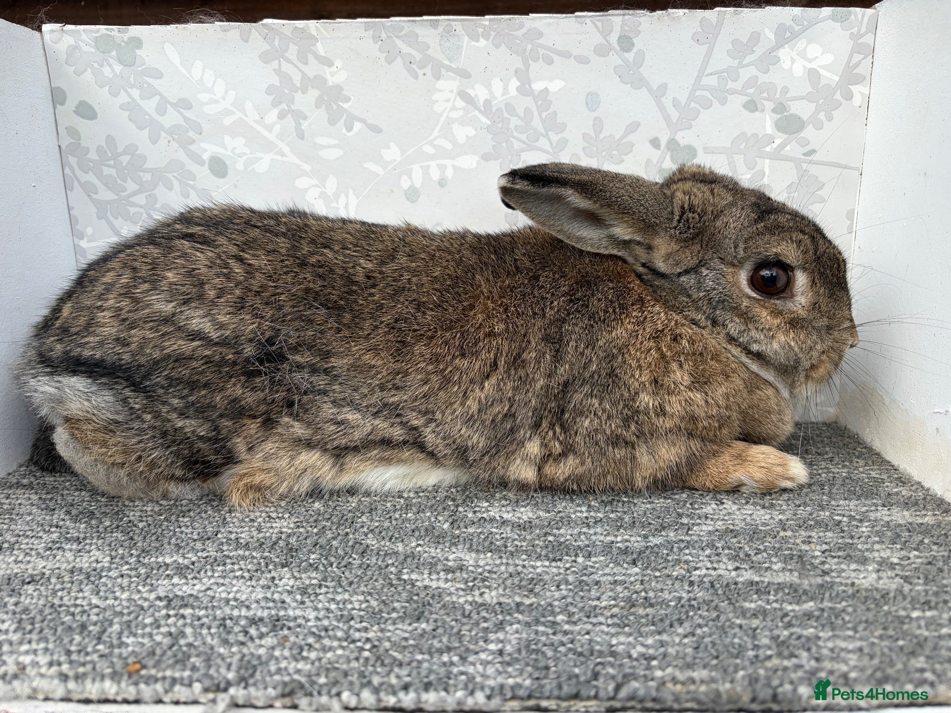 English Spot rabbits Lionhead  - Advert 2