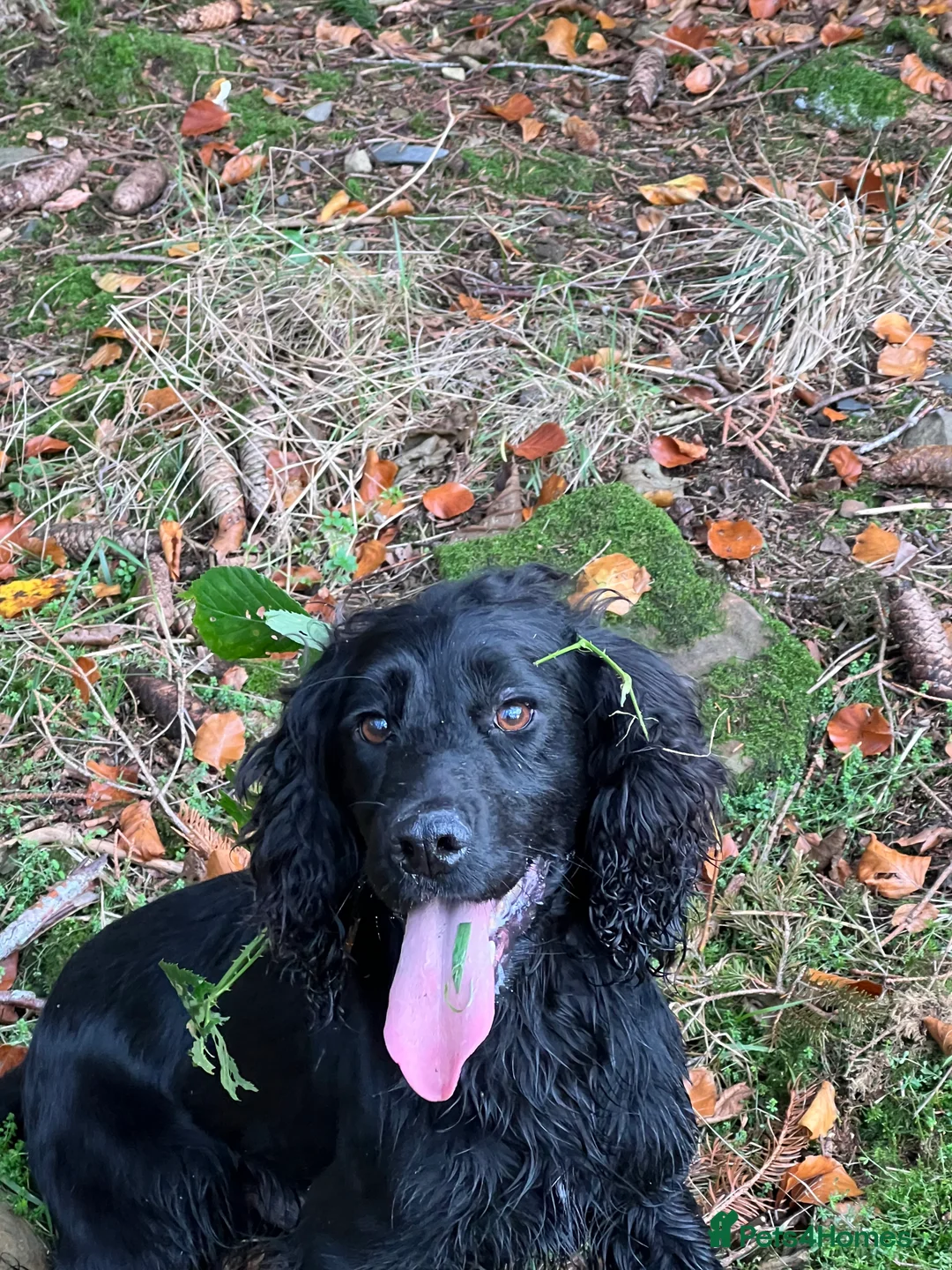 Cocker Spaniel dogs for stud: Fully health tested cocker stud dog in Preston - Advert 7