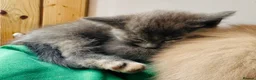 Siamese cats for sale: Siamese x Persian kittens 🐾 - Advert 22