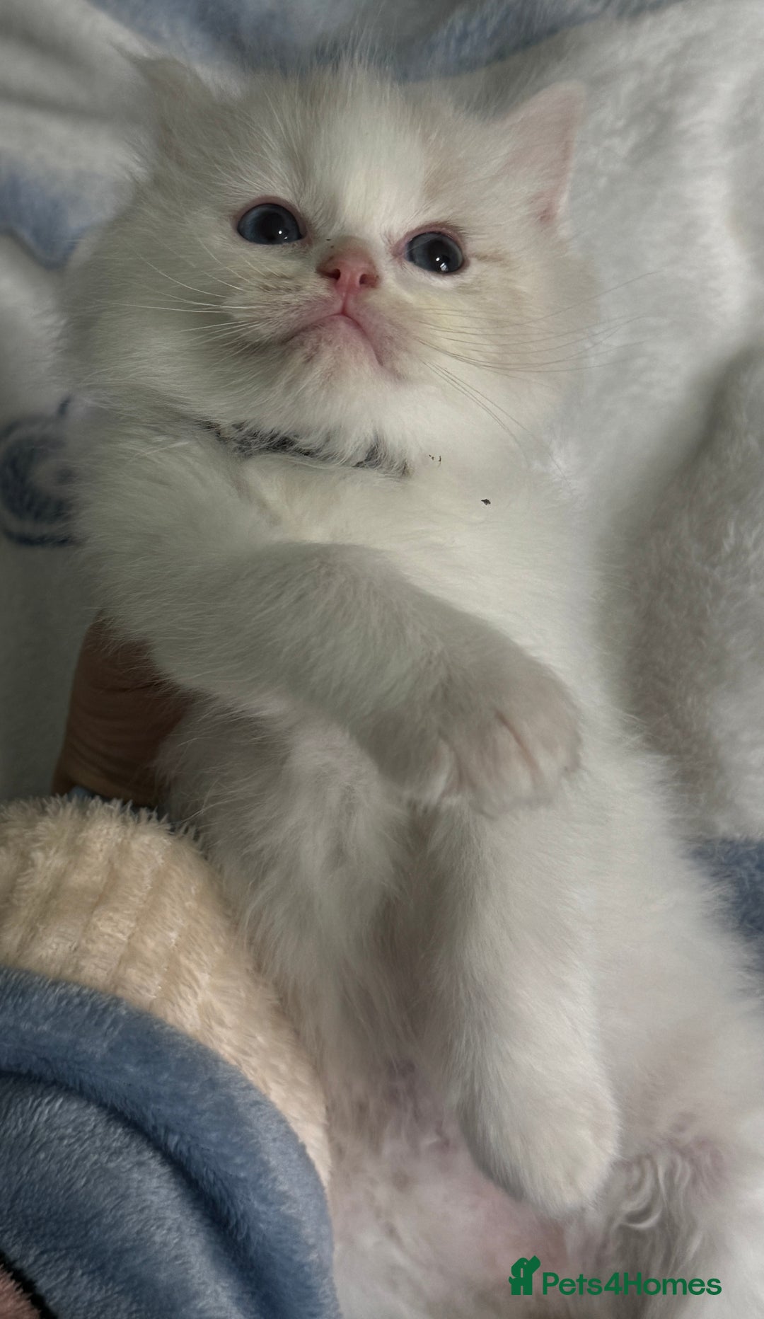 Ragdoll cats for sale: Pure Ragdoll kittens, ready 20th December - Advert 26