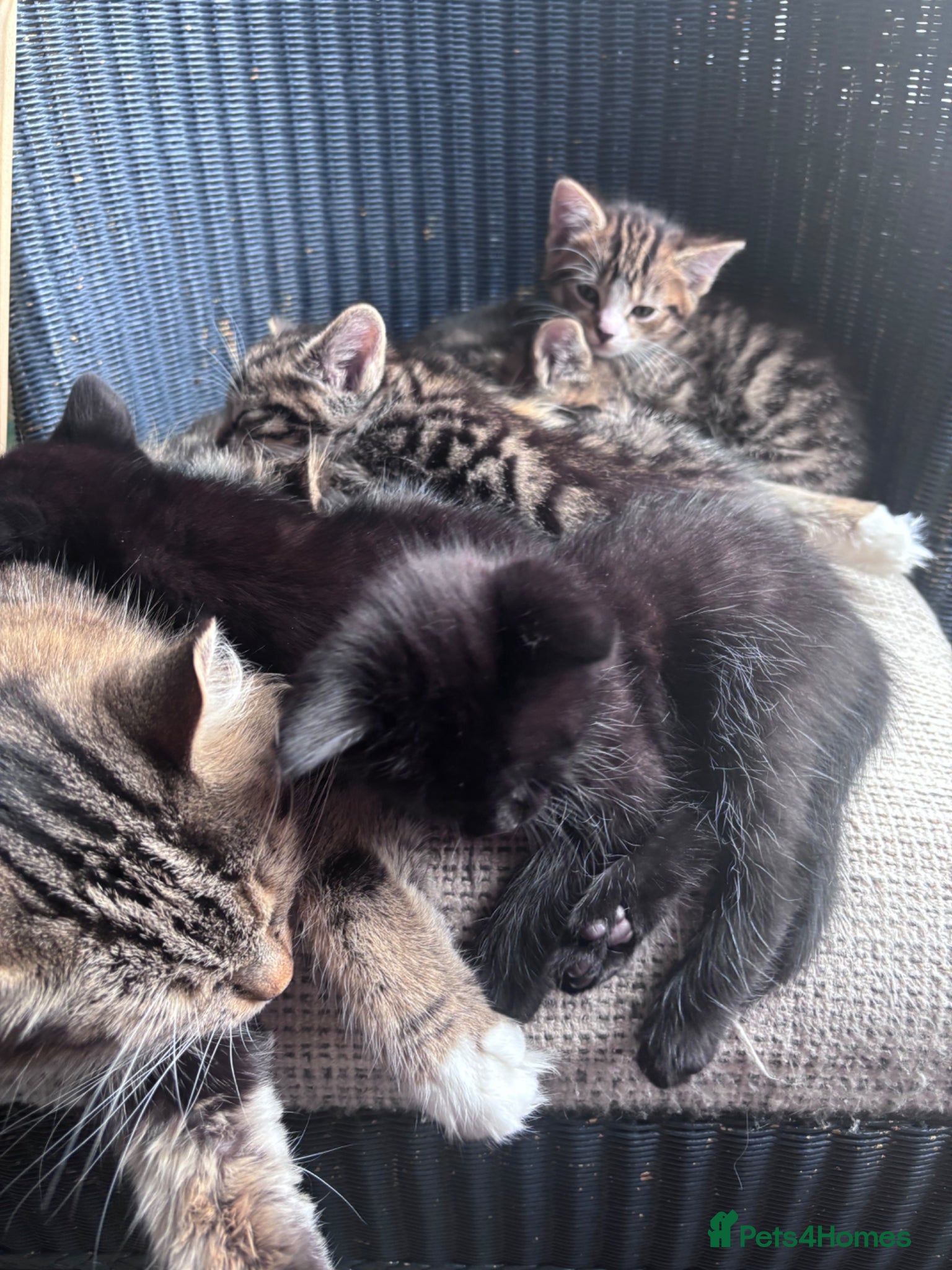 Mixed Breed cats Kittens - Advert 1