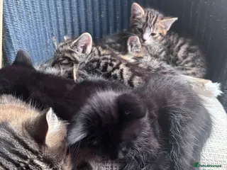 Mixed Breed cats Kittens - Advert 1