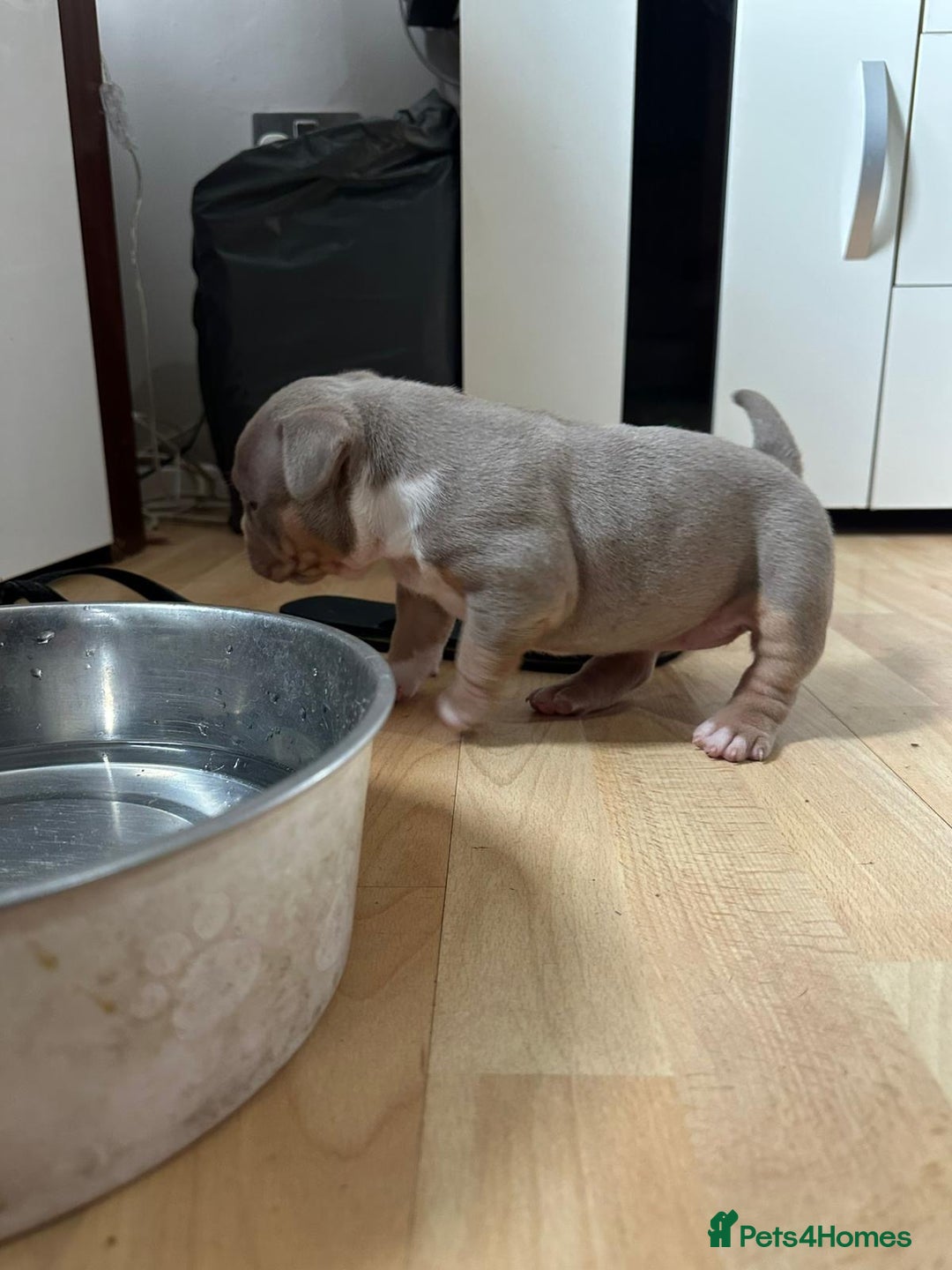 American Bully dogs for sale: American pocket bully pups for sale top Quality  - Image 7