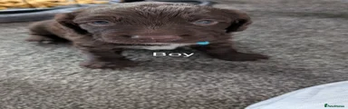 Cockapoo 3