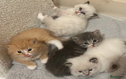 Ragdoll cats for sale: Fluffy, Gentle, Cuddly, Affectionate Kittens - Image 10