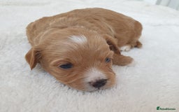 Maltipoo dogs for sale: 6 Pedigree Club registered Maltipoo puppies - Image 4